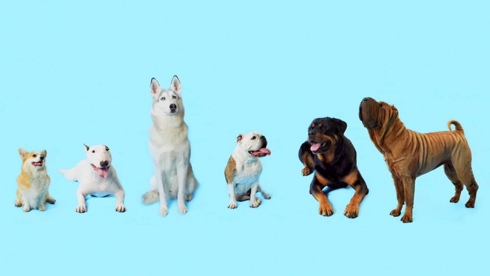 How Dogs Got Their Shapes